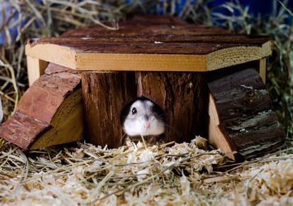 Hamster in der Hütte