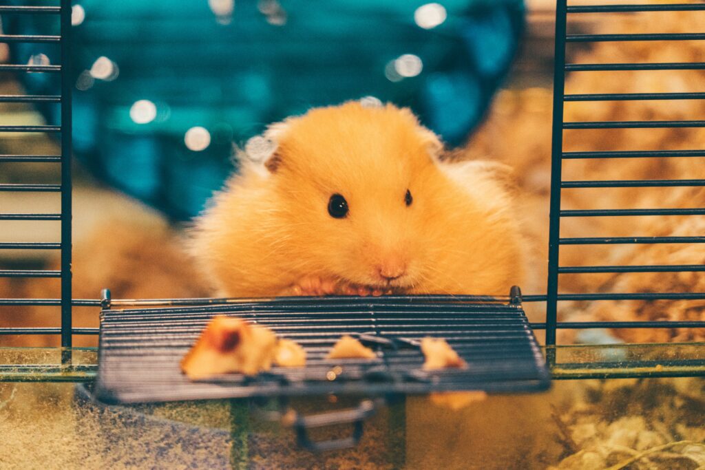 Hamster Ernährung Hamster im Käfig Eingang mit Hamster Futter