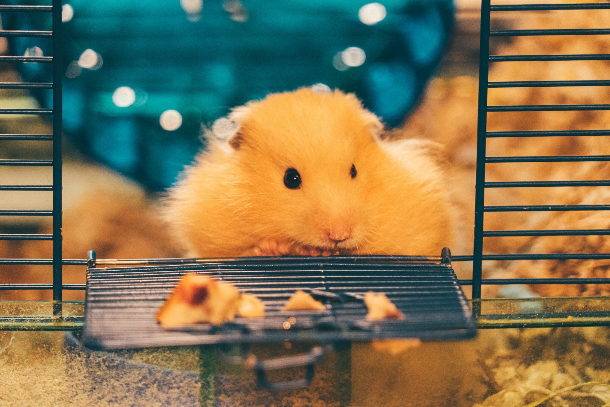 Was Braucht Ein Hamster Im Käfig Hamster Ernährung richtig gemacht : Tipps und Empfehlungen
