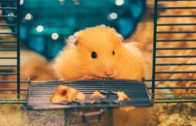 Hamster Ernährung Hamster im Käfig Eingang mit Hamster Futter