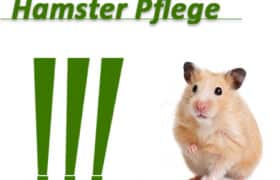 Hamster Pflege - thumbnail