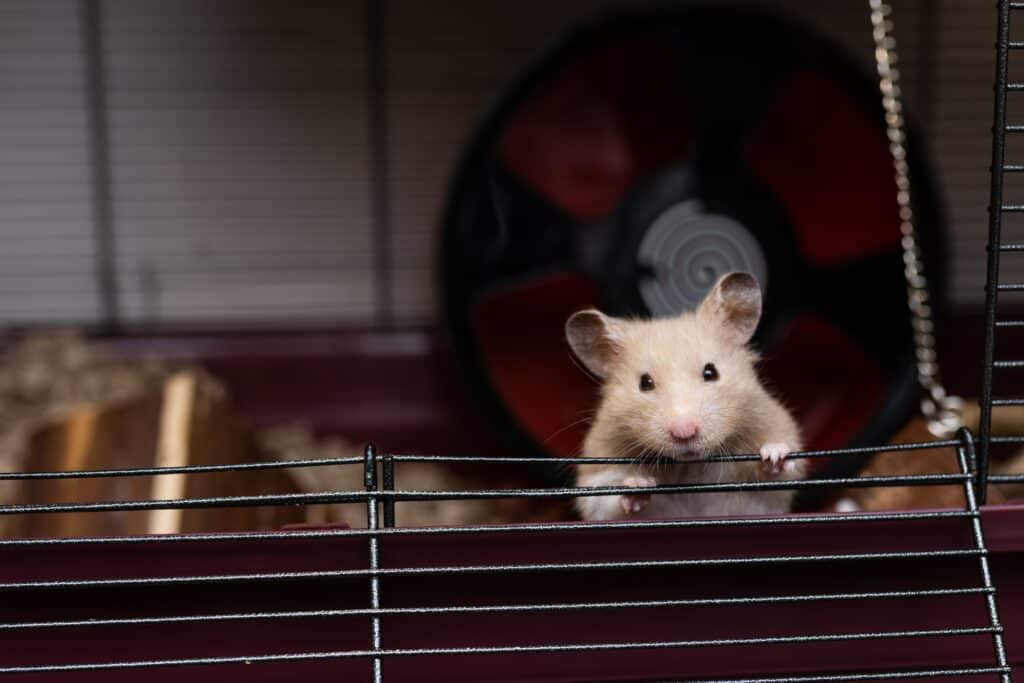 Hamster am Käfigausgang