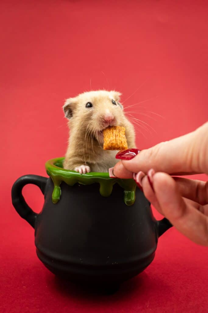 Hamster Pflege Nahrung